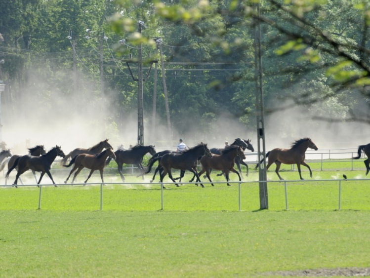 KOWR: stadnina koni w Janowie Podlaskim nie straciła płynności finansowej